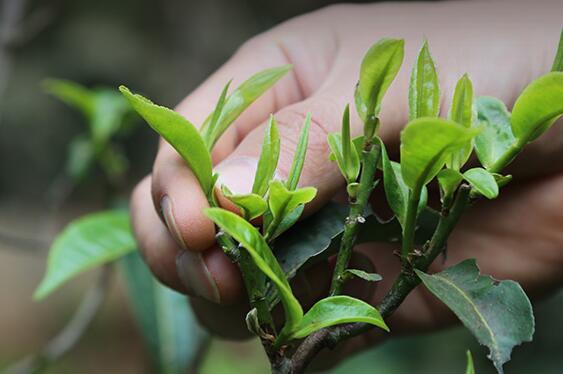 普洱春茶的功效价值(图1)